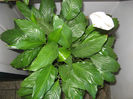 Spathiphyllum