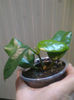globulosa