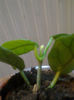 globulosa
