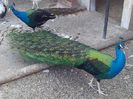 IMG_20140321_122335