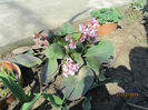 Bergenia