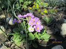 Primula