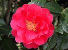 17775-camellia-japonica-rose