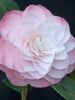 Camellia-japonica-Nuccios-Pearl-CAM-4091707