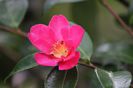 hot-pink-camellia-japonica