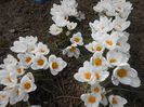 crocus chrysanthus ard schenk