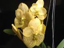 Vanda Yellow Magic