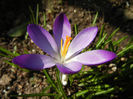 Crocus tommasinianus (2014, March 12)