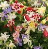 Aquilegia Mrs.Scott Elliott