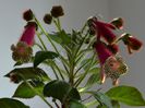 Kohleria Luci s Chic