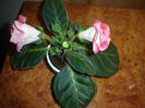 gloxinia