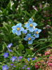 Mac tibetan blue-Meconopsis betonicifolia