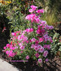 Godetia