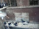 JUC   BALTAT  ROMANESC  2014 032