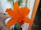 cattleya portocalie