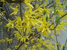 poze 2014 135 Forsytia