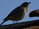 DSC01244