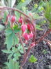 cerceii doamnei-dicentra