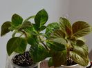 Kohleria my hybrids seria I 2012