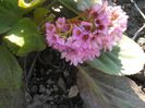 BERGENIA
