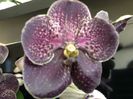 Vanda Dark Chocolate Brown