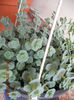 sedum sieboldii