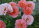 Tea Time rose1