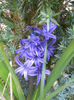 Hyacinth Blue Jacket (2014, March 23)