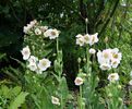 Meconopsis baileyi Alba