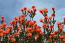 Leucospermum Reflexum