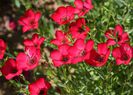 Linum Grandiflorum Rubrum