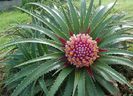 Ochagavia carnea