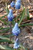 2014-03-23-muscari azureum