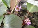 bergenia
