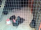 1+2 Australorp de vanzare250 lei