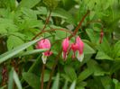 DSCN4821 dicentra