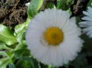 martie 027