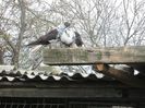 IMG_4591