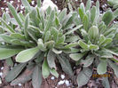 Gradina la start - Lychnis Coronaria