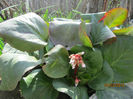 Bergenia