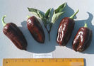 Ardei gras Georgescu_chocolate