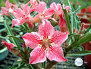 adenium dance of butterfly