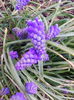 muscari