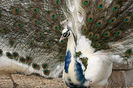 India Blue Pied