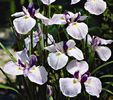 Fortune-japon iris