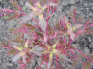 DSCN0895_045