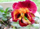 DSCN0915_065