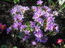 rododendron