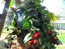 Lipstick plant