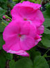 Pela_Ainsdale_Glasnost